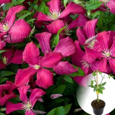 Клематис Abundance Клематис Abundance