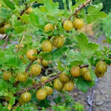 Крыжовник Снежана