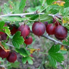Крыжовник Каптиватор