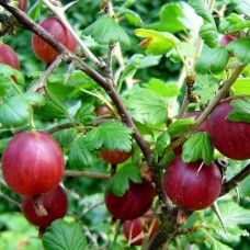 Крыжовник Ленинградец