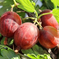 Крыжовник Розовый кулон