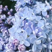 Сирень Сирень