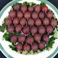 Крыжовник Пакс