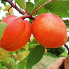 Абрикос Цунами (Однолетний, ОКС) Абрикос Цунами (Однолетний, ОКС)