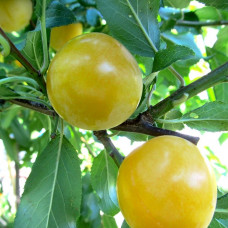 Алыча Гек (Двухлетний, ОКС)