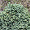 Ель колючая Компакта (30-35 см, ЗКС)