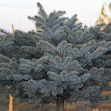 Ель колючая Глобоза (штамб) (80-100 см, ЗКС)