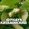 Фундук Каталонский (Однолетний, ОКС)