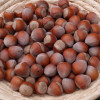 Фундук Каталонский (Однолетний, ОКС) Фундук Каталонский (Однолетний, ОКС)