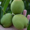 Грецкий орех Буковинская Бомба (Однолетний, ОКС) Грецкий орех Буковинская Бомба (Однолетний, ОКС)