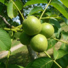 Грецкий орех Буковинский (Однолетний, ОКС)