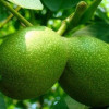 Грецкий орех Буковинский (Однолетний, ОКС)