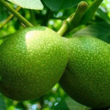 Грецкий орех Буковинский (Однолетний, ОКС)