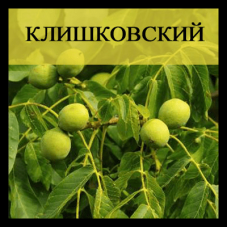 Грецкий орех Клишковский (Однолетний, ОКС)
