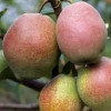 Груша Киргизская (Однолетний, ОКС)