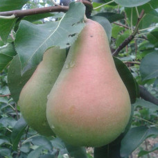 Груша Кюре (Однолетний, ОКС)