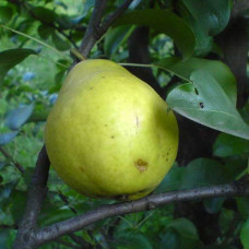 Груша Лимонка (Однолетний, ОКС)