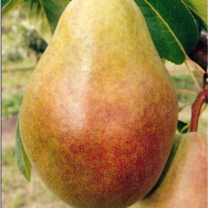 Груша Мария (Однолетний, ОКС) Груша Мария (Однолетний, ОКС)