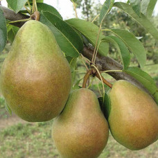Груша Мария (Однолетний, ОКС) Груша Мария (Однолетний, ОКС)