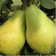 Груша Мария (Однолетний, ОКС) Груша Мария (Однолетний, ОКС)