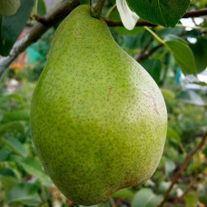 Груша Ноябрьская (Однолетний, ОКС) Груша Ноябрьская (Однолетний, ОКС)
