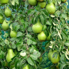 Груша Ноябрьская (Однолетний, ОКС) Груша Ноябрьская (Однолетний, ОКС)