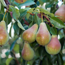 Груша Рикс (Однолетний, ОКС)