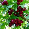 Кизил Семен (Однолетний, ОКС)