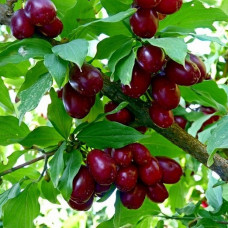 Кизил Семен (Однолетний, ОКС) Кизил Семен (Однолетний, ОКС)