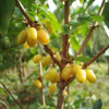Кизил Янтарный (Однолетний, ОКС)