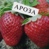 Клубника Ароза (ОКС)