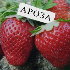 Клубника Ароза (ОКС)