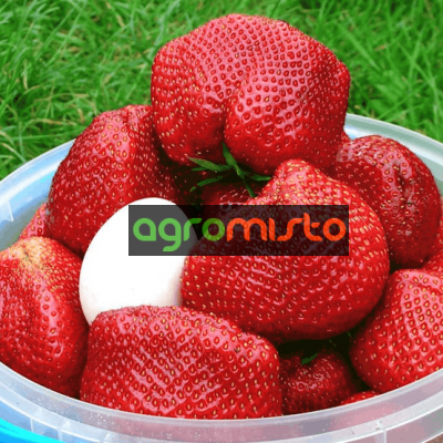 Клубника Чамора Туруси (ОКС)