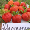 Клубника Дарселект (ОКС)
