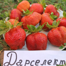 Клубника Дарселект (ОКС)
