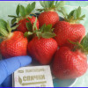 Клубника Фенелла, Фиона (ОКС)