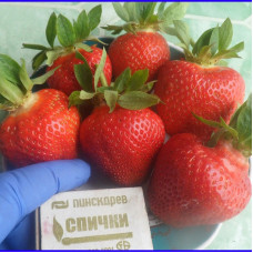 Клубника Фенелла, Фиона (ОКС)