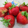 Клубника Гигантелла Макси (ОКС)