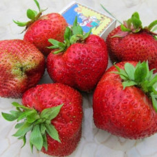 Клубника Гигантелла Макси (ОКС)