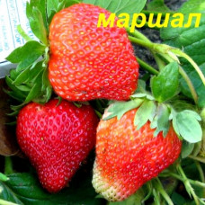Клубника Маршал (ОКС)