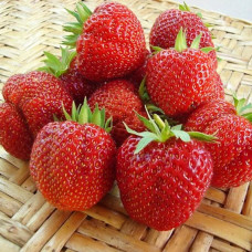 Клубника Моллинг Пандора (ОКС)