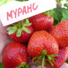 Клубника Мурано (ОКС)