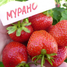 Клубника Мурано (ОКС)