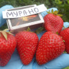 Клубника Мурано (ОКС)