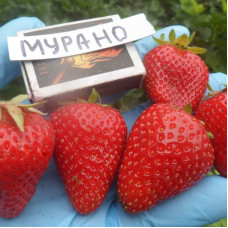 Клубника Мурано (ОКС)