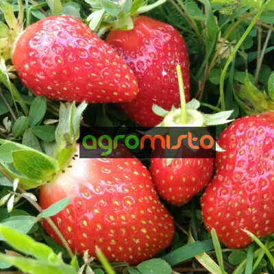 Клубника Мурано (ОКС)