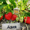 Клубника Азия (ОКС)