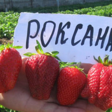 Клубника Роксана (ОКС)