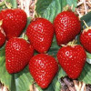 Клубника Русановка (ЗКС)
