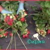 Клубника Сирия (ОКС)